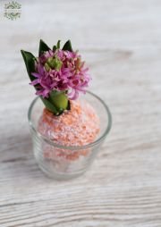 flower delivery Budapest - Hyacinth waxed bulb 10cm