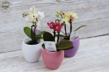 flower delivery Budapest - Mini phalaenopsis 19cm 1pc