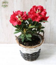 flower delivery Budapest -  Rhododendron Red Jack 