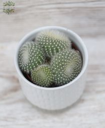 Virágküldés Budapest - Notocactus Hasselbergii
