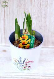 Virágküldés Budapest - cserepes nárcisz kaspóban