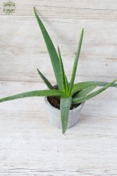 Virágküldés Budapest - Aloe kaspóval