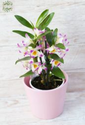Virágküldés Budapest - Dendrobium kaspóval, alacsony