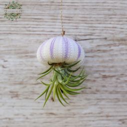 Virágküldés Budapest - Tillandsia tengerisünben 5-7cm