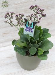 Blumenlieferung nach Budapest - Limonium