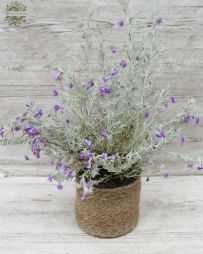 Virágküldés Budapest - eremophila nivea