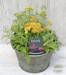 Virágküldés Budapest - cickafark (Achillea m) kaspóban (kültéri)