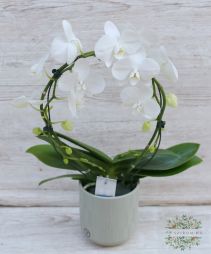 Virágküldés Budapest - fehér karikába futtatott Phalaenopsis orchidea kaspóban
