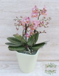 Virágküldés Budapest - illatos rózsaszín Phalaenopsis orchidea kaspóban