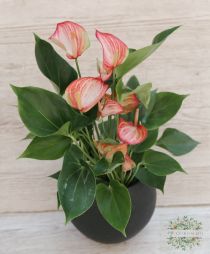 flower delivery Budapest - striped falmingo flower in a pot