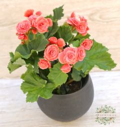 flower delivery Budapest - Begonia elatior in a pot