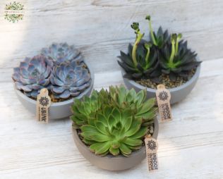 Virágküldés Budapest - Echeveria összeültetés 1 darab (17cm)
