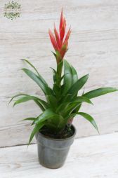 Virágküldés Budapest - Tillandsia Ziva