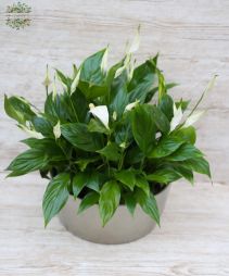 Virágküldés Budapest - Vitorlavirág kaspóval (40 cm)