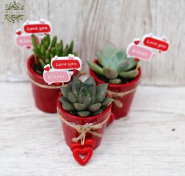 Virágküldés Budapest - Szerelmes szukkulensek