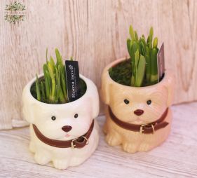 flower delivery Budapest - Daffodil in dog pot 1 piece!