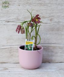 Virágküldés Budapest - Kockás liliom (kerti) Fritillaria Meleagri