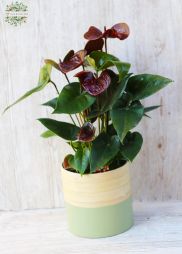 Virágküldés Budapest - Anthurium Essencia (mélybordó)