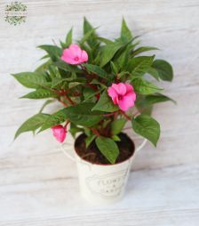 Virágküldés Budapest - Impatiens (pistike) kültéri