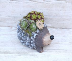 flower delivery Budapest - Sempervivum in hedgehog pot (outdoors)