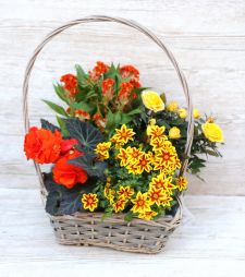 flower delivery Budapest - Orange - yellow may basket with potted balcony plants