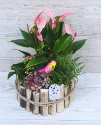 flower delivery Budapest - Pink plant arrangement with anthurium, calanchoe, parrot
