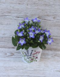Virágküldés Budapest - Campanula Isoph. Berlin Bicolor harangvirág kaspóban