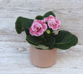 Virágküldés Budapest - Sinningia Sonata Gloxinia kaspóval