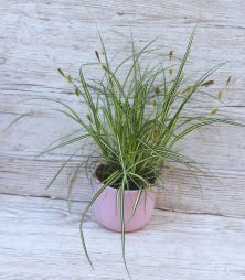 Virágküldés Budapest - Carex oshimensis japán sás kaspóval (kerti)