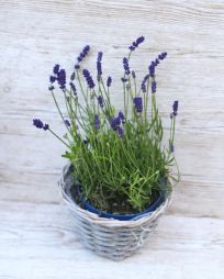 Virágküldés Budapest - Lavandula angustifolia levendula kaspóval (kinti)
