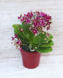 Virágküldés Budapest - Phalaenopsis Multiflora Red Freedanzo Sparrow orchidea kaspóval