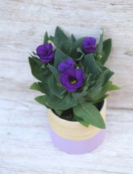 Virágküldés Budapest - Eustoma liziantusz kaspóval (kinti)