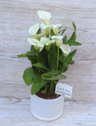 Virágküldés Budapest - Zantedeschia Kála fehér, kaspóval