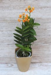 Virágküldés Budapest - Epidendrum orchidea kaspóval