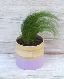 Virágküldés Budapest - Stipa Tenuifolia kaspóval kerti