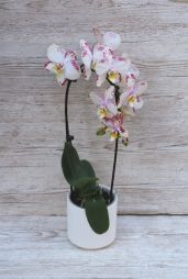 Virágküldés Budapest - Cascade phalaenopsis orchidea kaspóval pöttyös