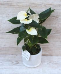 Virágküldés Budapest - Fehér Anthurium kaspóval