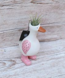 Virágküldés Budapest - Tillandsia Liba kaspóban