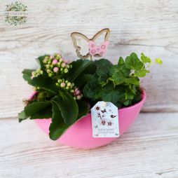 flower delivery Budapest - Plant arrangement with calanchoe