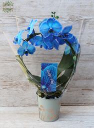 Virágküldés Budapest - Íves kék phalaenopsis orchidea kaspóval