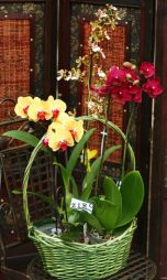 Virágküldés Budapest - gyönyörű orchideák kosárban - beltéri növények