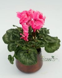flower delivery Budapest - cyclamen in a ceramic pot - indoor plant