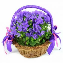 Virágküldés Budapest - kis campanula (harangvirág) kosárka - balkon növény