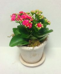 flower delivery Budapest - mini calanchoe in different colors with ceramic pot - indoor plant