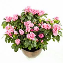 Blumenlieferung nach Budapest - Azalee in einem Topf - kann drinnen oder draußen gehalten werden