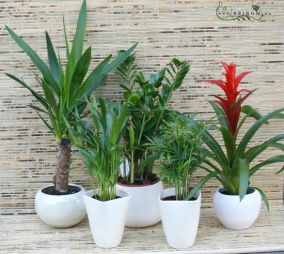 flower delivery Budapest - Office / home green plant set with gusmania