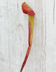 flower delivery Budapest - Plastic sarracenia (47cm)