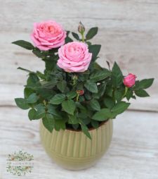 flower delivery Budapest - rose Kordes Adele (pink)