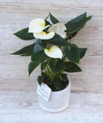 flower delivery Budapest - White anthurium in pot