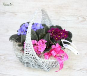 flower delivery Budapest - african violet basket - indoor plants